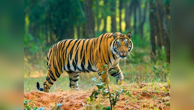 10 सालों में 384 बाघों को उतार दिया गया मौत के घाट, 961 लोगों की गिरफ्तारी
