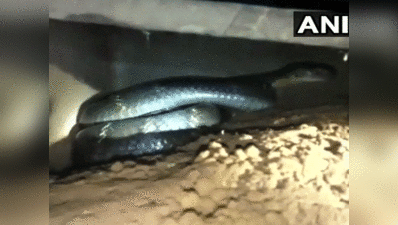 ओडिशा: घर में निकला 19 फीट लंबा किंग कोबरा, रेस्क्यू कर जंगल में छोड़ा गया