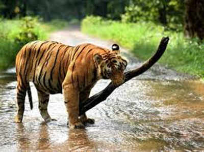 रोमांचक है तेलंगाना का Kinnerasani Wildlife Sanctuary