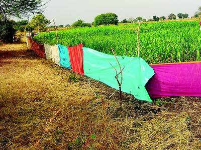 शेतकऱ्यांची शक्कल; साड्यांनी शेताचे रक्षण