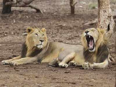 गुजरात: तीन शेरों ने मछुआरे को बनाया शिकार, आधी बॉडी गायब