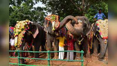 ಆನೆಗಳಿಗೂ ತಮಿಳುನಾಡಿನಲ್ಲಿ ರಿಲ್ಯಾಕ್ಸಿಂಗ್ ಕ್ಯಾಂಪ್