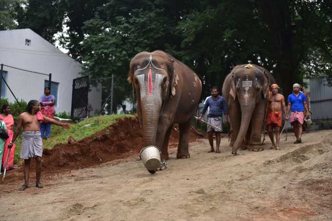 யானைகள் நல வாழ்வு முகாம்!