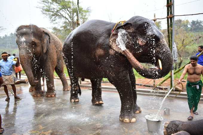 யானைகள் நல வாழ்வு முகாம்!