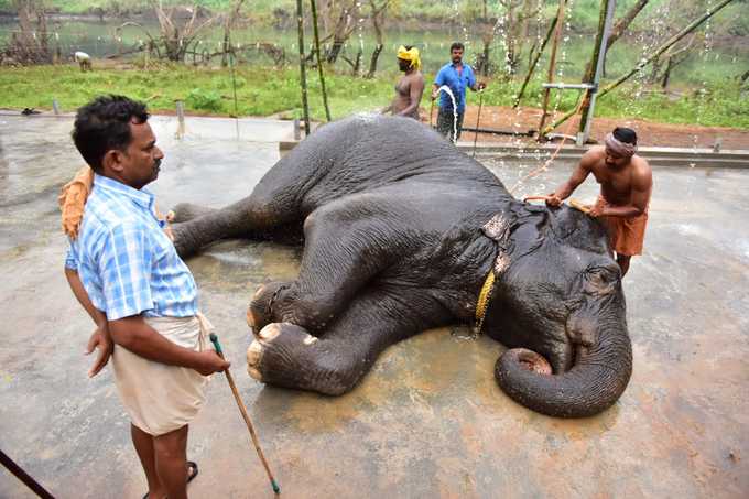 யானைகள் நல வாழ்வு முகாம்!