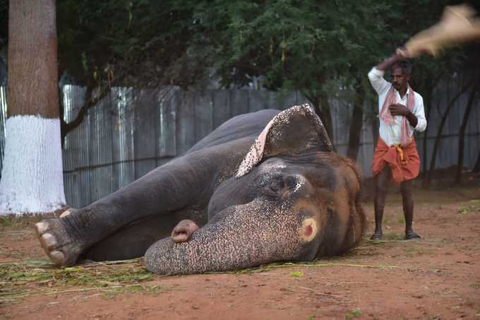 யானைகள் நல வாழ்வு முகாம்!