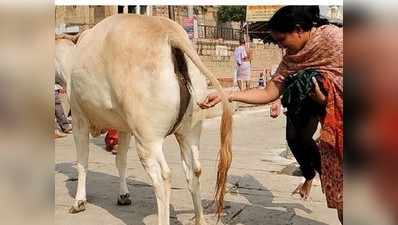 ಗೋ ಕಲ್ಯಾಣಕ್ಕೆ ಗೋವುಗಳಿಂದಲೇ ನಿಧಿ ಸಂಗ್ರಹ