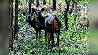 ಗೆಂಡೆಕಟ್ಟೆ  ಕಡವೆಗೆ ಸಿಕ್ಕ ಹೊಸ ಗೆಳತಿಯರು