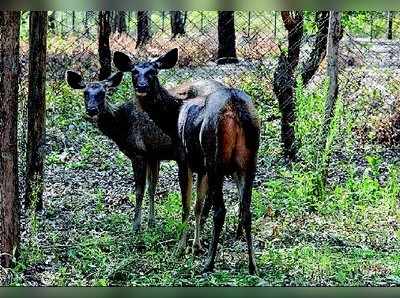 ಗೆಂಡೆಕಟ್ಟೆ  ಕಡವೆಗೆ ಸಿಕ್ಕ ಹೊಸ ಗೆಳತಿಯರು