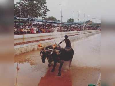 ಕಂಬಳ ಮನುಷ್ಯ-ಪ್ರಾಣಿ ಸಂಬಂಧದ ಸಂಕೇತ