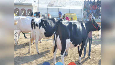 करनाल के किसान की तीन गायों ने जीता ब्यूटी कॉन्टेस्ट