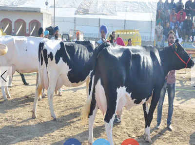 करनाल के किसान की तीन गायों ने जीता ब्यूटी कॉन्टेस्ट