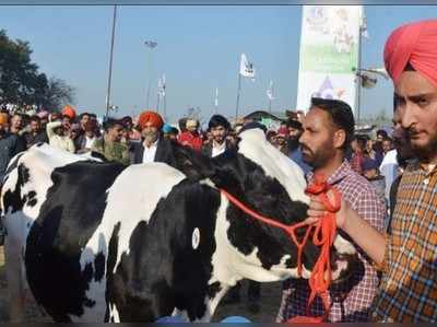 ಸೌಂದರ್ಯ ಸ್ಪರ್ಧೆಯಲ್ಲಿ ಮೊದಲ 3 ಸ್ಥಾನ ಬಾಚಿದ ಕರ್ನಾಲ್ ರೈತನ ಹಸುಗಳು