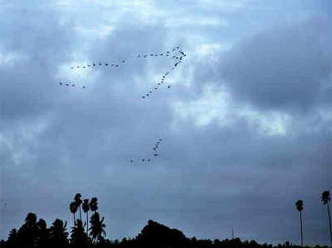 ​सैन लुई ओबिस्पो में पक्षियों की बारिश