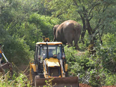 कोयम्बटूरः किसानों की फसल बर्बाद करने वाले दो जंगली हाथियों में से एक पकड़ा गया