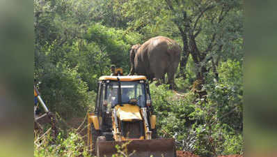 कोयम्बटूरः किसानों की फसल बर्बाद करने वाले दो जंगली हाथियों में से एक पकड़ा गया