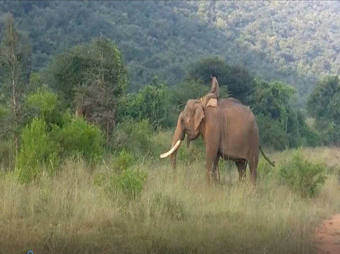 हाथियों के सात कॉम्बिंग करती टीम