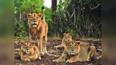 गुजरात में मालगाड़ी की चपेट में आने से तीन शेरों की मौत