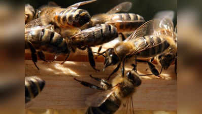 ओटी में घुसीं मधुमक्खियां, टालने पड़े ऑपरेशन