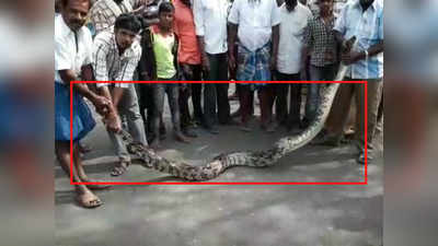 On cam: 15-feet-long python rescued in Tamil Nadu 