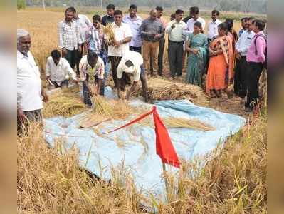 ಭತ್ತ ಕಟಾವು ಪ್ರಯೋಗ: ಡಿಸಿ ಪರಿಶೀಲನೆ