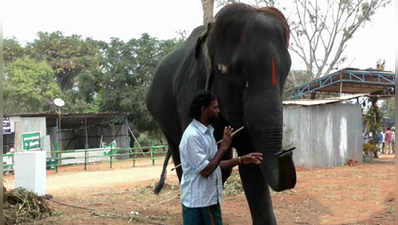 மவுத் ஆர்கன் வாசிக்கும் திருப்பதி யானை