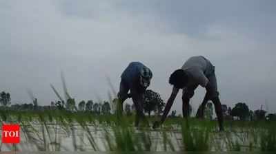 പ്രളയം തകർത്ത കുട്ടനാടിനെ പുനരുജ്ജീവിപ്പിക്കാൻ കൃഷിവകുപ്പ്