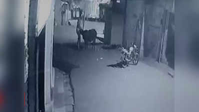 कर्नाटक: गाय ने चोरों से यूं बचाया अपना बछड़ा