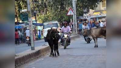 भव्य कुंभ, दिव्य कुंभ की छवि धूमिल कर सकते हैं आवारा जानवर