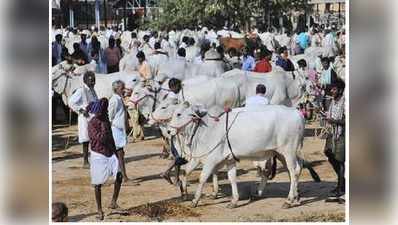 आंध्र प्रदेश: कर्ज चुकाने के लिए अपने अंगौल बैलों को बेच रहे किसान