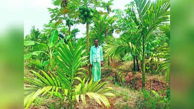 ಅಡಕೆ ತೋಟದಲ್ಲಿ  ಅರಳಿದ ಪಪ್ಪಾಯ