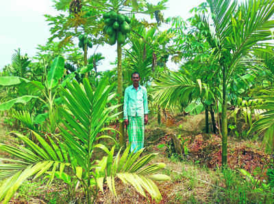 ಅಡಕೆ ತೋಟದಲ್ಲಿ  ಅರಳಿದ ಪಪ್ಪಾಯ