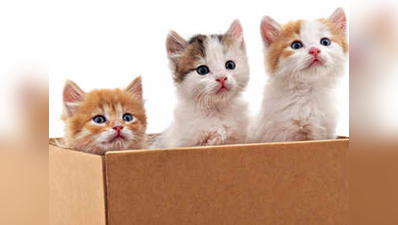 ब्रिटेन: पिल्लों और बिल्ली के बच्चों की बिक्री बैन
