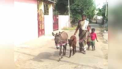 ஊர் ஊராக சென்று கழுதை பால் வியாபாரம் செய்யும் பெண்: மக்கள் மத்தியில் நல்ல வரவேற்பு!