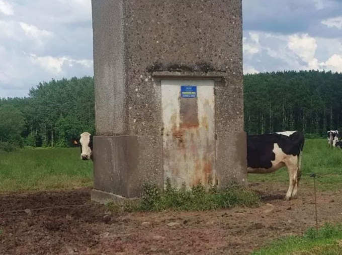 इतनी बड़ी गाय
