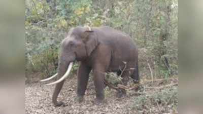 ಹೊಸ ಪುಂಡಾನೆ ಸಕ್ರೆಬೈಲು ಬಿಡಾರದ ಆಸ್ತಿ