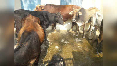 अलीगढ़: आवारा पशुओं के खिलाफ अभियान चलाएगा प्रशासन, बढ़ाई गई सुरक्षा व्‍यवस्‍था