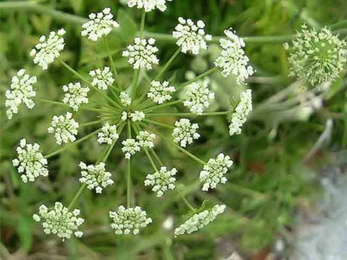 वॉटर हेमलॉक (Water Hemlock-Cicuta maculata)