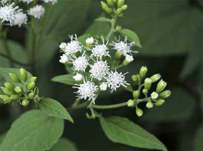 ​वाइट स्नेकरूट (White Snakeroot-Ageratina altissima)