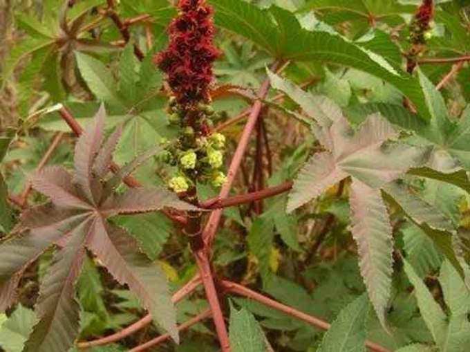 ​अरंडी (Castor Bean-Ricinus communis)