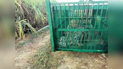 तेंदुए को पकड़ने के लिए लगे पिंजरे में गलती से कैद हुई बुजुर्ग महिला