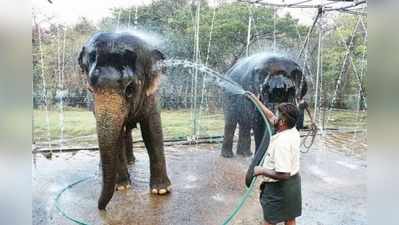 யானைகள் நல வாழ்வு முகாமில் குழந்தைகளைப் போல் பராமரிக்கப்படும் யானைகள்!