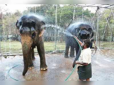 யானைகள் நல வாழ்வு முகாமில் குழந்தைகளைப் போல் பராமரிக்கப்படும் யானைகள்!