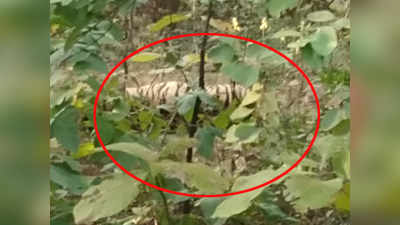 Tiger death: उमरेड अभयारण्यात वाघ मृतावस्थेत आढळला