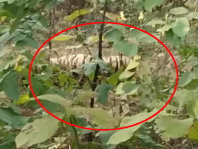 Tiger death: उमरेड अभयारण्यात वाघ मृतावस्थेत आढळला