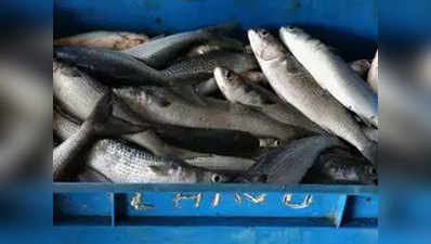 विदेशी मछलियों की तादाद बढ़ने से देसी मछलियों का अस्तित्व खतरे में