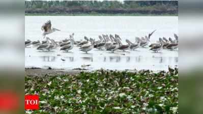 சிங்காநல்லூர் ஏரியில் வணிக ரீதியாக மீன் பிடிக்க தடை- அமைச்சர் எஸ்.பி. வேலுமணி