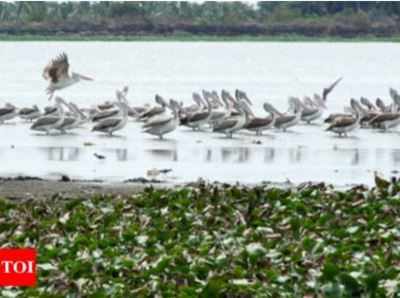 சிங்காநல்லூர் ஏரியில் வணிக ரீதியாக மீன் பிடிக்க தடை- அமைச்சர் எஸ்.பி. வேலுமணி