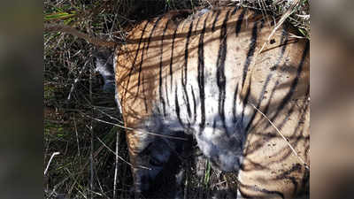 T4 tigress death: आणखी एक वाघ मृतावस्थेत आढळला