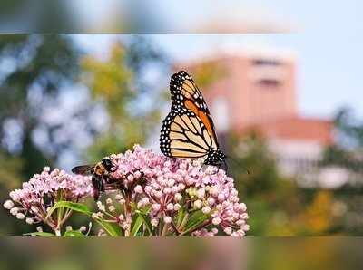 മൊണാര്‍ക്ക് ശലഭങ്ങളുടെ എണ്ണത്തില്‍ 86 ശതമാനം കുറവ്‍